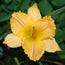 Hemerocallis Age of Enlightenment